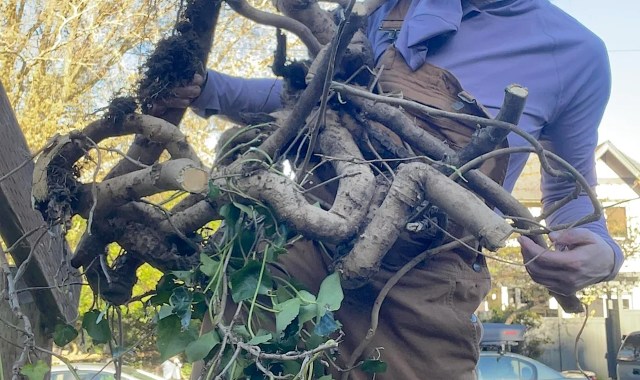 "Ivy doesn't grow like that anywhere."