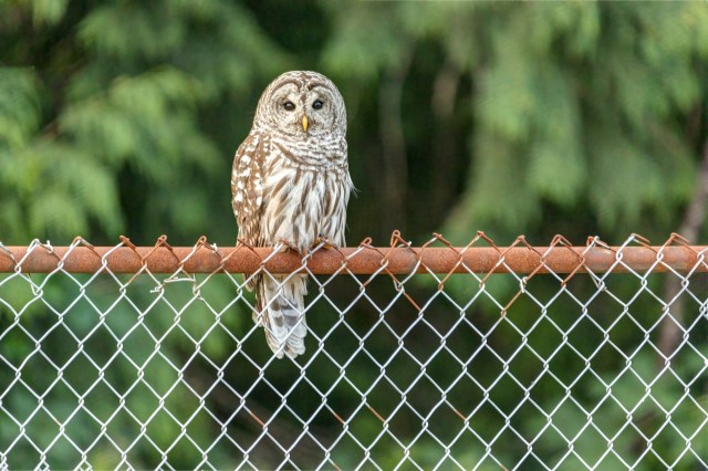 If you see an animal in distress, calling wildlife experts may be the difference between life and death.