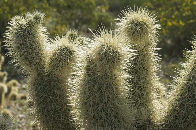 "Eradication is not feasible."