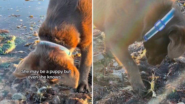 It's a reminder that with a bit of creativity, anyone — and any dog — can help make a difference.