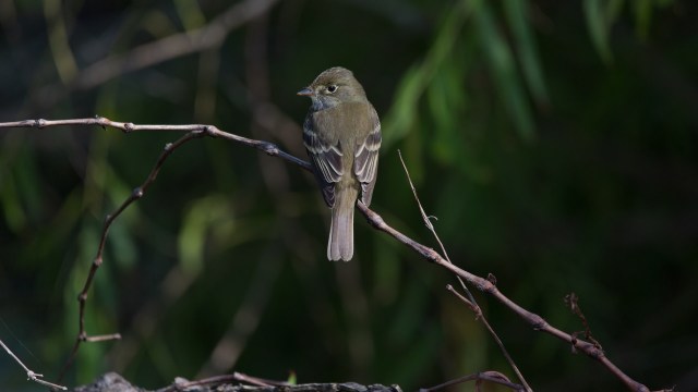 Scientists worry the birds could "fall out of sync."