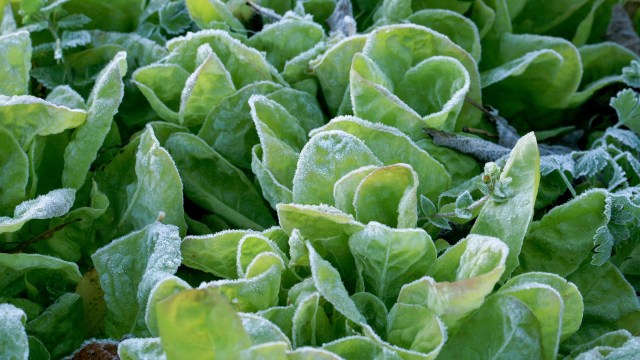 "Further research is needed."