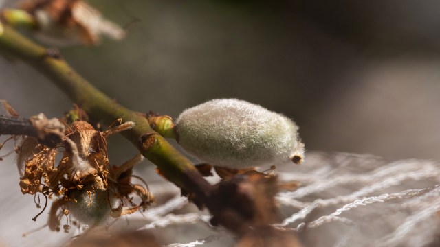 That kind of crop loss can financially impact farmers.