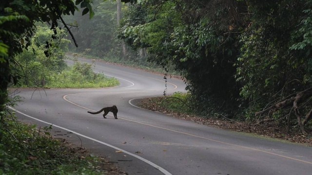 It is incredibly rare to see one in the wild.