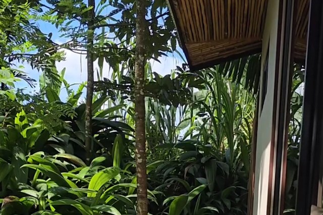 "An incredible example of the rich and fragile biodiversity that thrives in the country’s jungles."