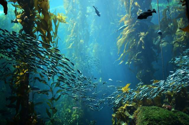 Oceans play a major role in the global ecosystem.
