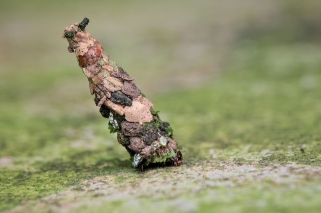 The finding has implications for human health.