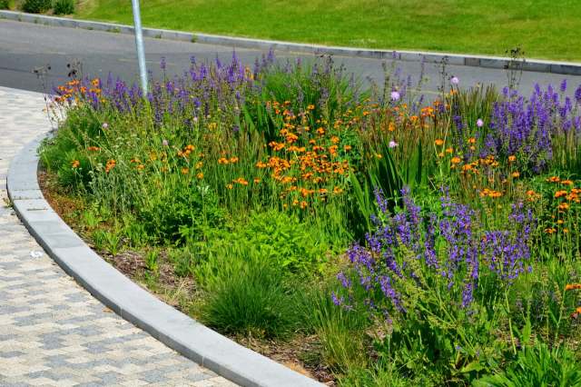 "I'm sad for all the 100 species of insects I’ve seen on these plants."