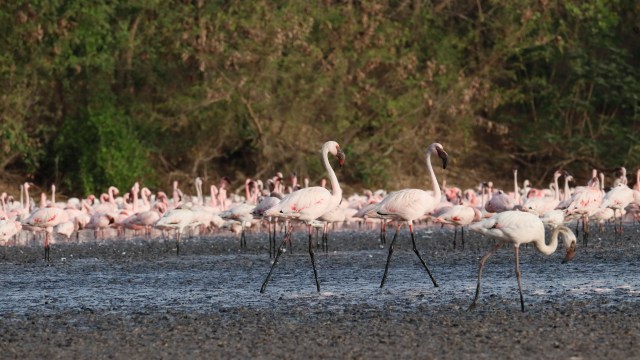 With the return of beloved species, it didn't take long for tourists to swoop in for easy bird-watching and photo ops.