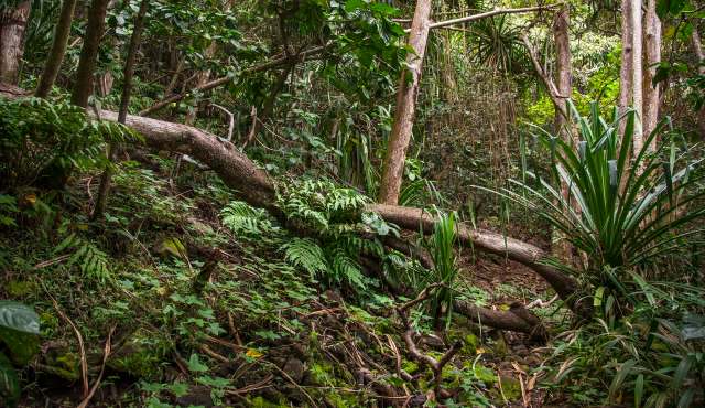 "We like to think of O'ahu as the cautionary tale."