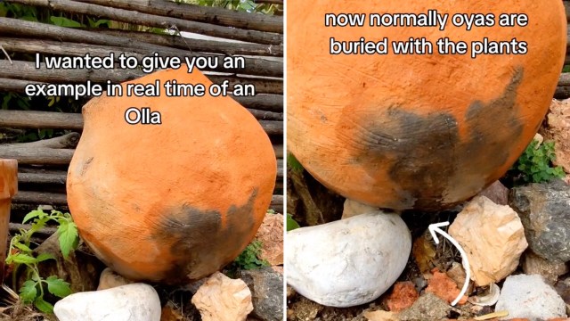 "It's helping me get this tomato plant off to a good start."