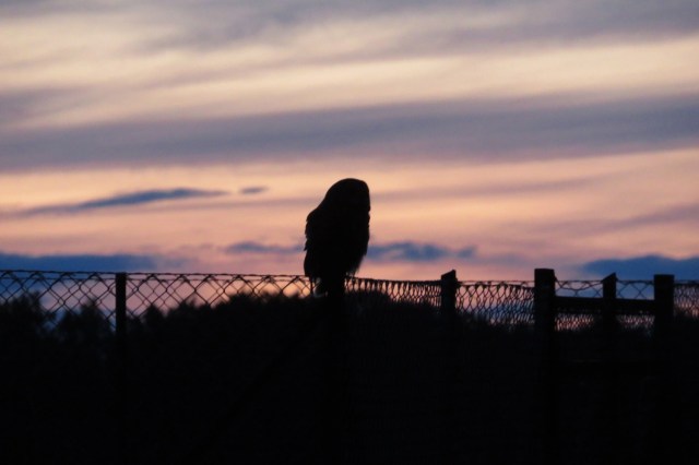 "Humans flock to the locations where these owls are trying to hunt."