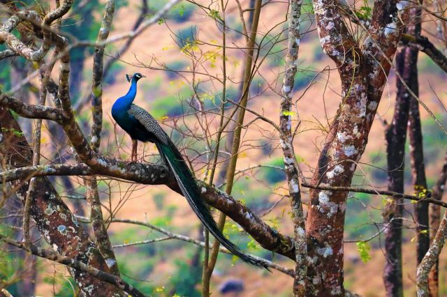 If forced out of their natural habitats, they risk upsetting the balance of the ecosystem.