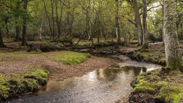 The creature is slowly expanding its range again.