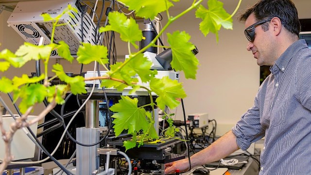 "Almost every single land plant is using this principle."