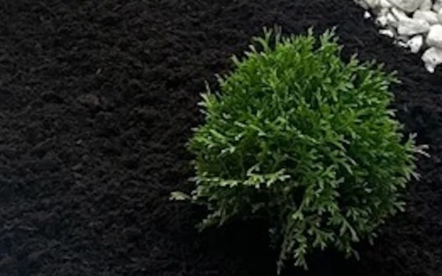 "You'll never keep that looking like it is in the pic right now."