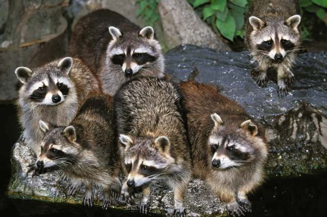 The number of raccoons in her yard had exploded in the past six weeks.