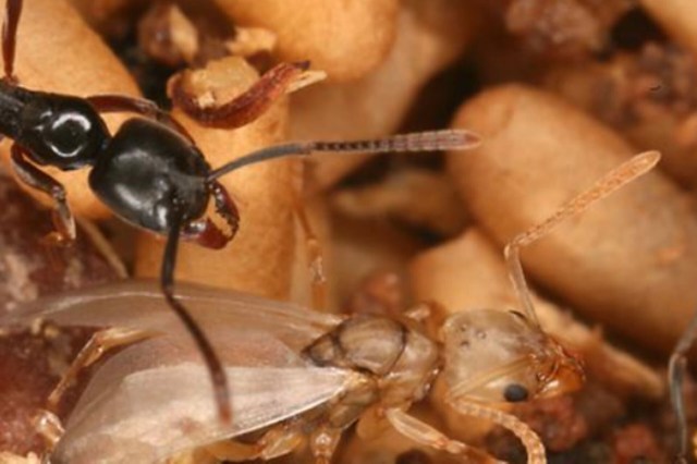 If the trend continues, more states will face the burden.