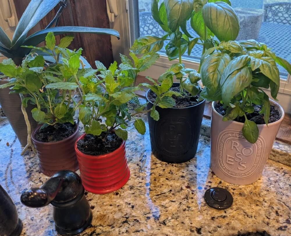 "They look so good with the fresh herbs in them."