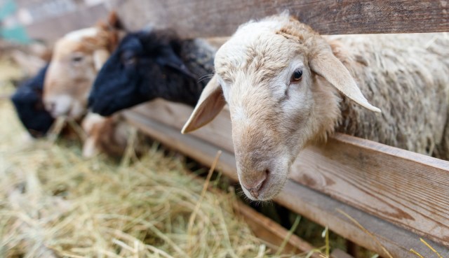 Developments in feeding technology help reduce greenhouse gas emissions.