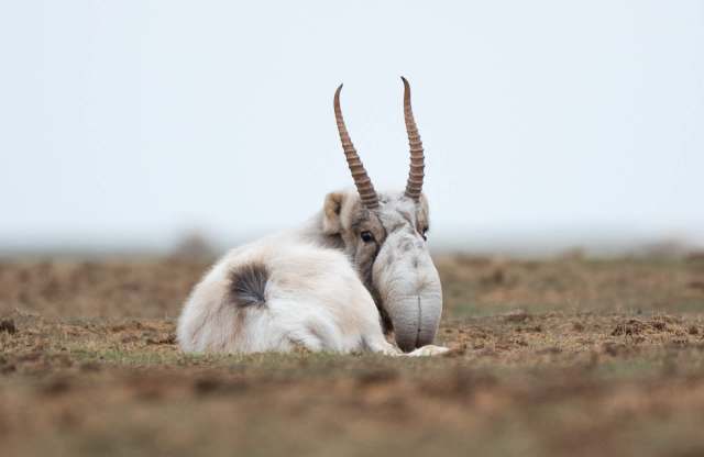 Their numbers were decimated by hunting in the mid-20th century.