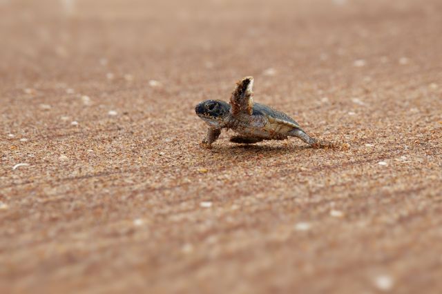 The study examined 48 sea turtle populations located in different parts of the world.