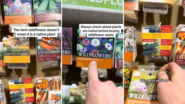 "Widely available at big-box stores."