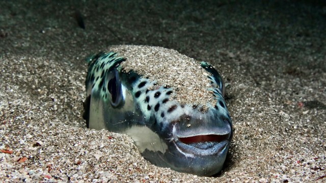 This kind of early detection has helped slow the spread of invasive species like lionfish in other regions.