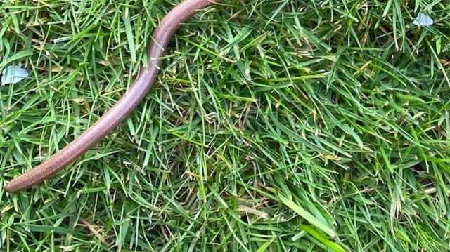 "Finding this little dude made my day."