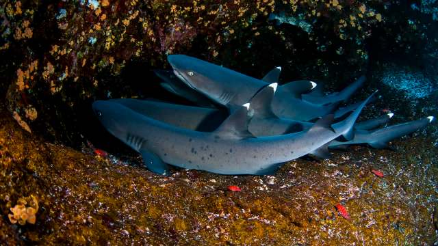 "Whether they're top predators or mesopredators, their presence helps regulate populations of prey species."