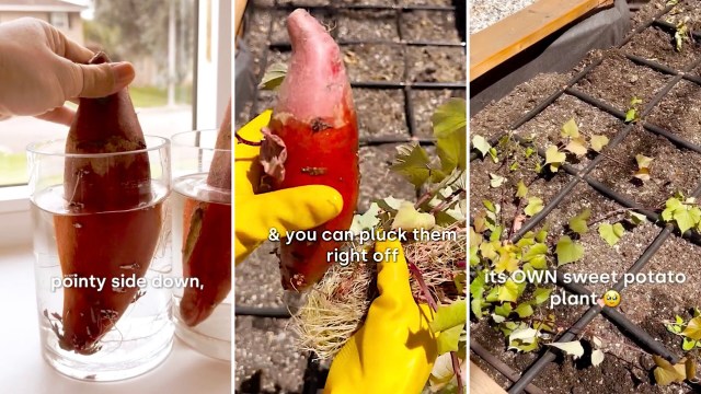 "About 4 months from the time of planting to harvest!"