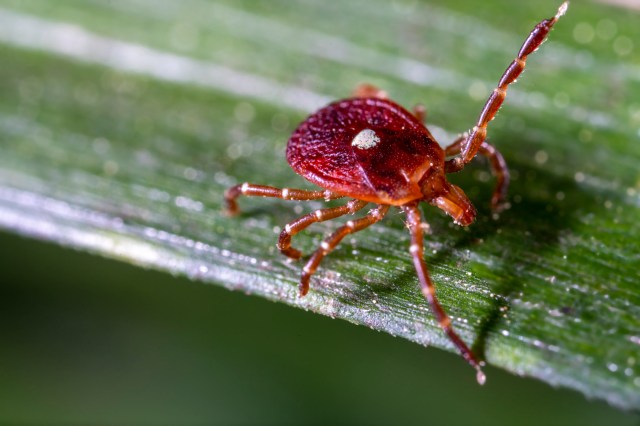 The Centers for Disease Control and Prevention says the best way to stop the spread of tick-borne diseases is to reduce exposure.