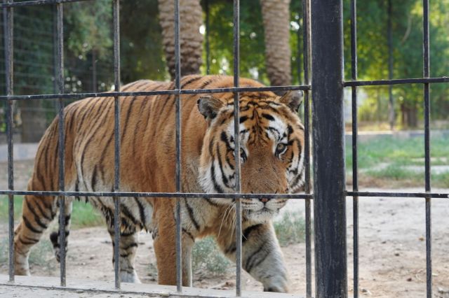 One of the cubs also reportedly charged at a forest guard.