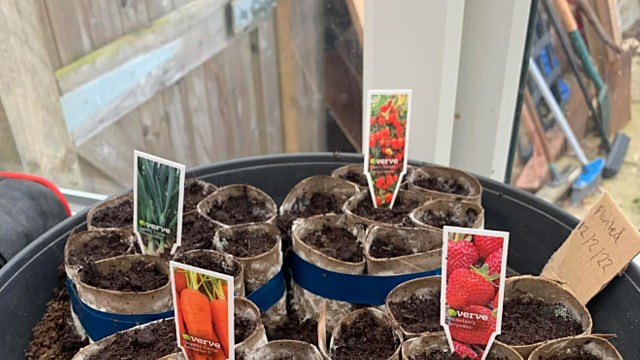 "Mold on the soil is a red flag for overwatering."