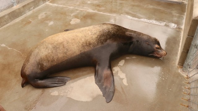 Experts say the culprit is domoic acid, a neurotoxin caused by toxic algae.