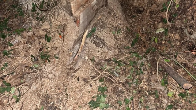 "The more I learn about my trees, the more I cherish them."