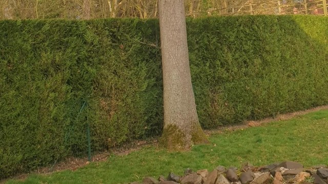 "Honestly, it might be better if the tree does die."