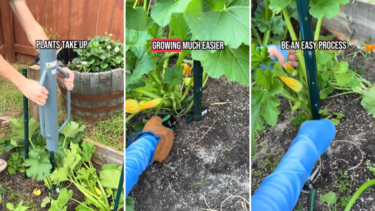 "You do have to stay on top of tying off the new growth. Happens quickly."