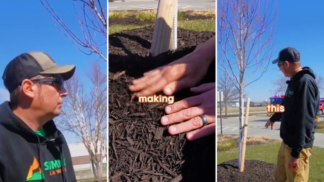 "You don't want to have too much moisture at the base of the tree."