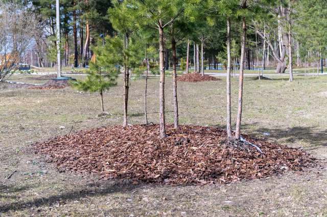 A team member discovered the damage after pushing the tree over.