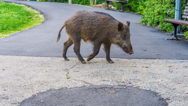 The National Park Service recommends staying at least 25 yards away from all wildlife.