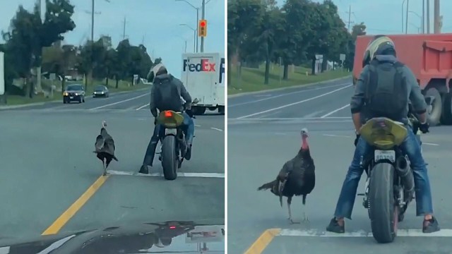 The video shows just what happens when a grumpy turkey gets up close and personal.