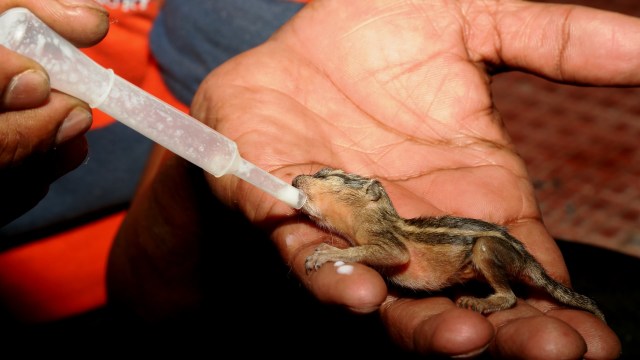 "This data can be used by many wildlife biologists and rehabilitators."