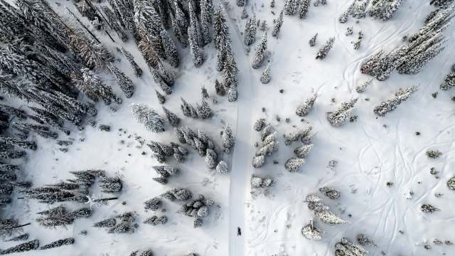 The comeback demonstrates how protecting endangered species can restore balance to natural ecosystems