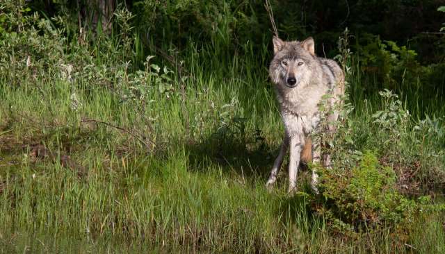 "Will give us critical data."