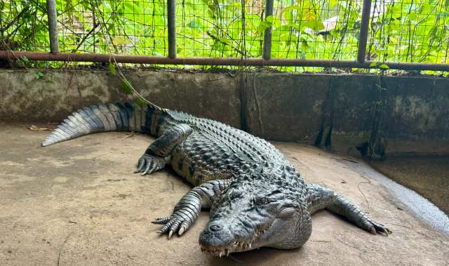 "Nobody should ever enter an animal’s enclosure at the zoo."