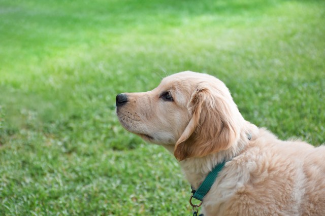 It can linger in the environment and harm biodiversity, contributing to food insecurity and economic losses.