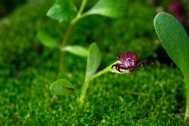"You cannot spray your way out of ... infestation."