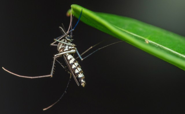 "Nobody likes mosquito bites."