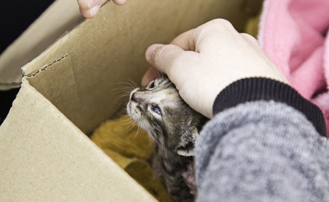 "We knew that, post storm, we always see a dramatic uptick in rescued animals arriving for our care."
